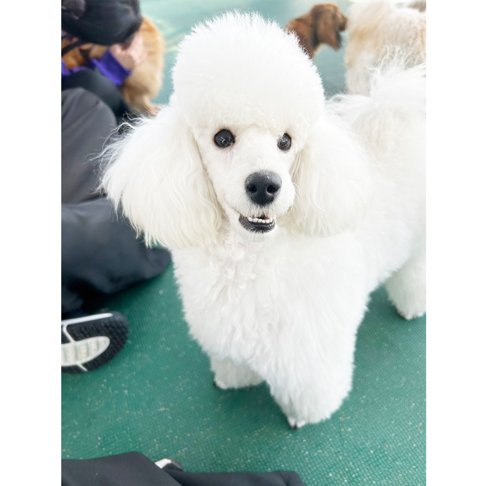 生徒が撮影したモデル犬④